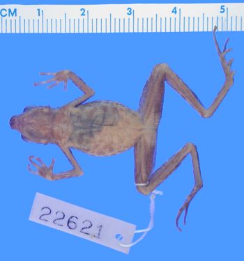 Media type: image; Herpetology A-22621